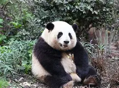 开云体育登录-猫坐车表情包